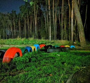 View of multi colored trees in the forest