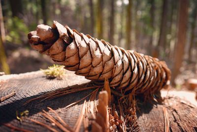 Close-up of pine cone on tree in forest