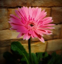 Close-up of pink flower