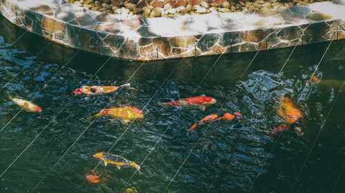 View of koi fish in water