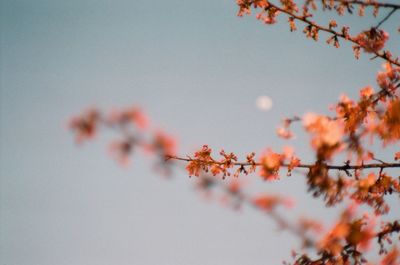 Low angle view of cherry blossoms against sky