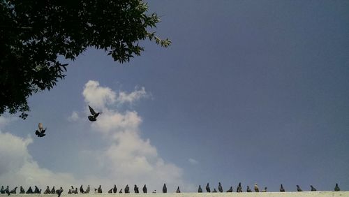 Low angle view of pigeons perching on surrounding wall against sky