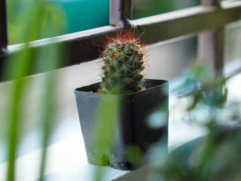 Close-up of potted plant