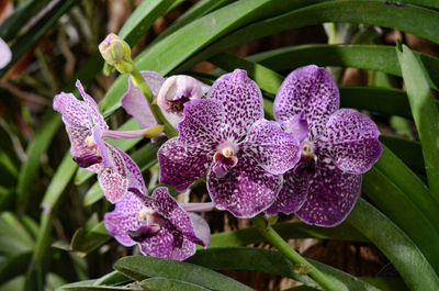 Close-up of purple flowers blooming outdoors