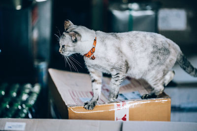 Close-up of a cat