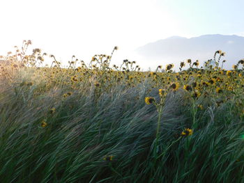 Plants growing on land against sky