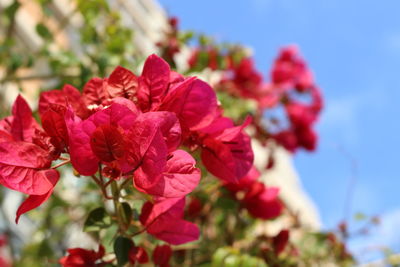 Close-up of bougainvillea flowers blooming against sky