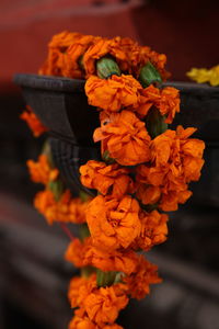 Close-up of orange flowers