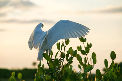 View of a bird flying