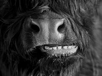 Close-up portrait of scottish highland bull