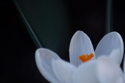 Close-up of flower against black background