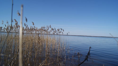 Scenic view of lake against clear blue sky