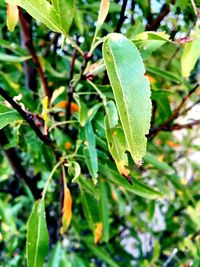 Close-up of green leaves