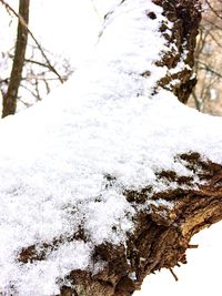 Low angle view of tree against sky during winter