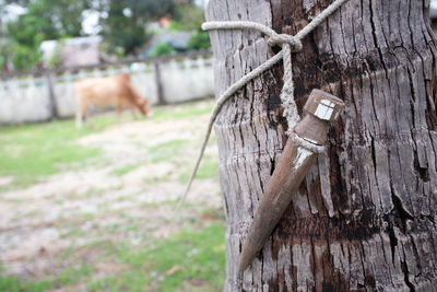 Close-up of wooden post hanging on tree trunk