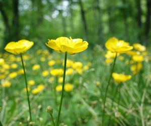Close-up of yellow flowering plant on field