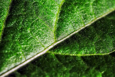 Full frame shot of wet leaf