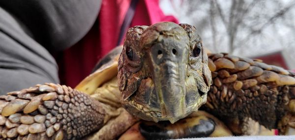 Close-up of hand holding animal