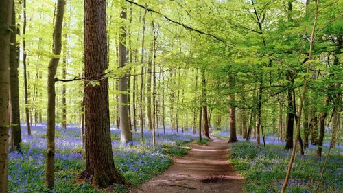 Dirt road surrounded by bluebell flowerbed and deciduous tree in hallerbos