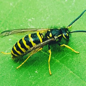 Insect on leaf