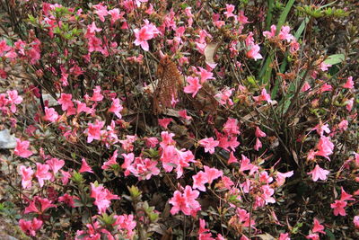 Pink flowers blooming outdoors