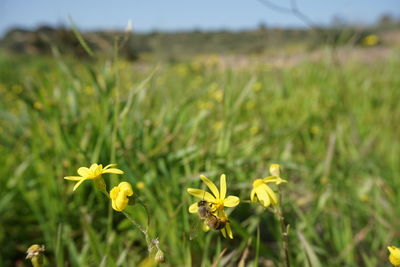 Close-up of yellow flowering plant on field