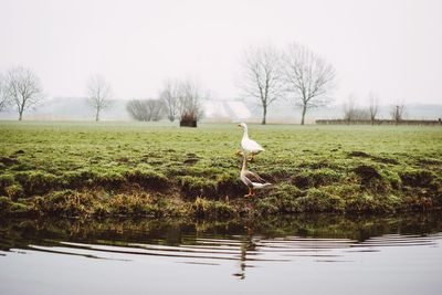 View of bird on grass by the lake