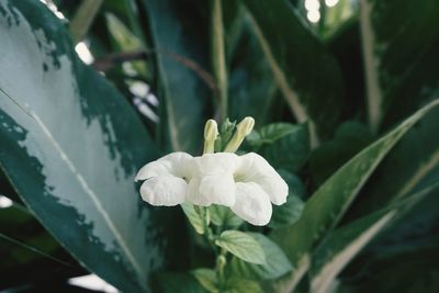 Close-up of white flowering plant