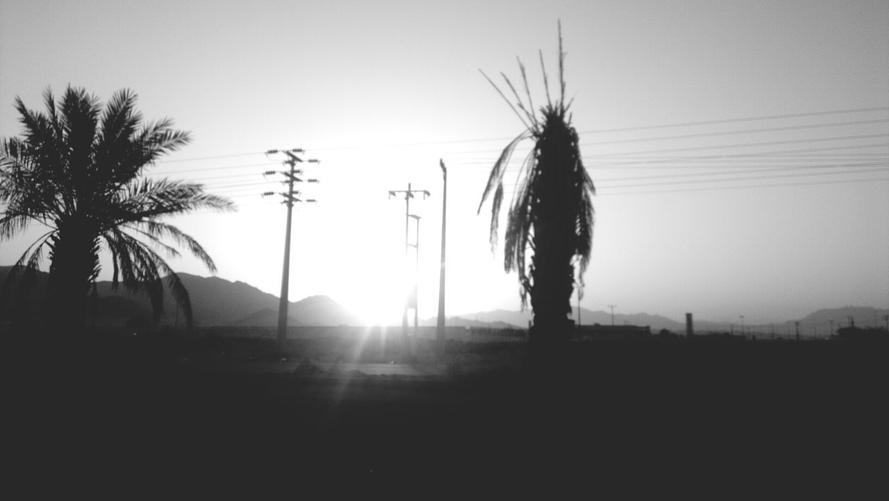 silhouette, clear sky, sun, sunset, tree, one person, tranquility, sky, nature, sunlight, palm tree, copy space, landscape, tranquil scene, field, beauty in nature, outline, growth, scenics, outdoors