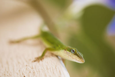 Close-up of insect on leaf