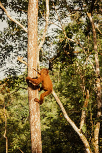 Close-up of squirrel on tree trunk