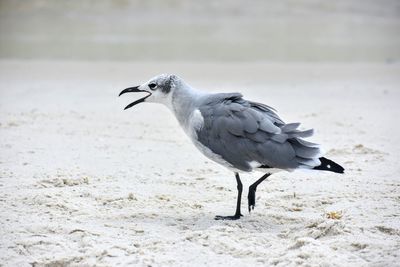 Seagull perching on a sand