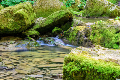 Scenic view of river amidst trees