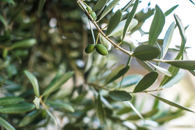 Close-up of fruit growing on tree