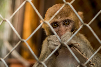 Close-up of monkey in cage