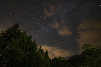 Low angle view of trees against sky at night