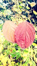 Close-up of maple leaf on tree