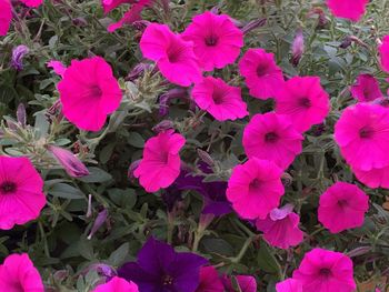 High angle view of pink flowering plants