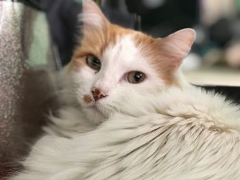 Close-up portrait of cat at home