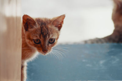 Close-up portrait of a cat