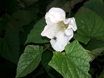 High angle view of insect on white flower