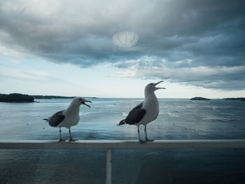 Seagulls perching on a sea