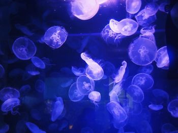 Close-up of jellyfish in sea