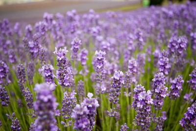 Close-up of lavender flowers growing on field