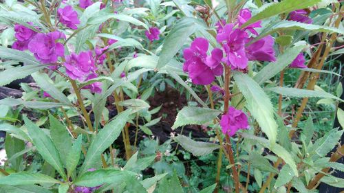 Close-up of pink flowers