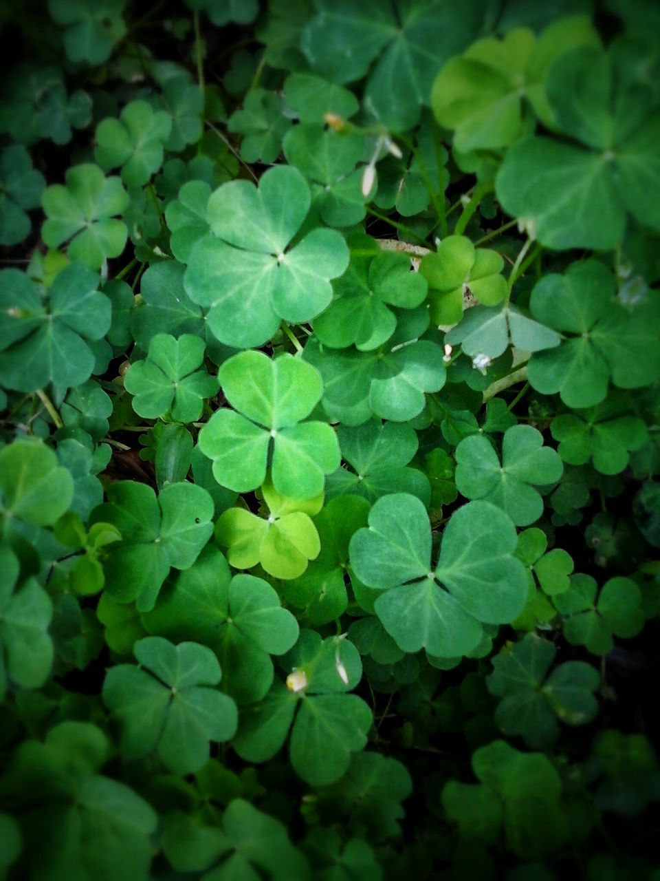 green color, leaf, growth, full frame, backgrounds, plant, nature, beauty in nature, green, freshness, close-up, abundance, lush foliage, high angle view, no people, natural pattern, day, leaves, tranquility, outdoors