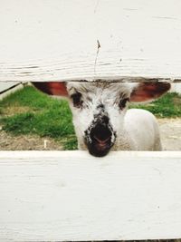 Close-up portrait of two goat