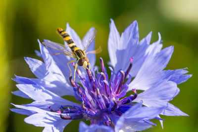 Close-up of insect on purple flower