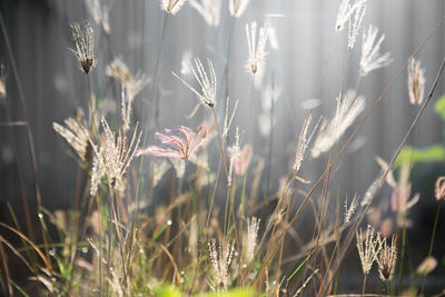 Close-up of stalks in field