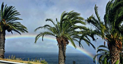 Palm trees by sea against sky